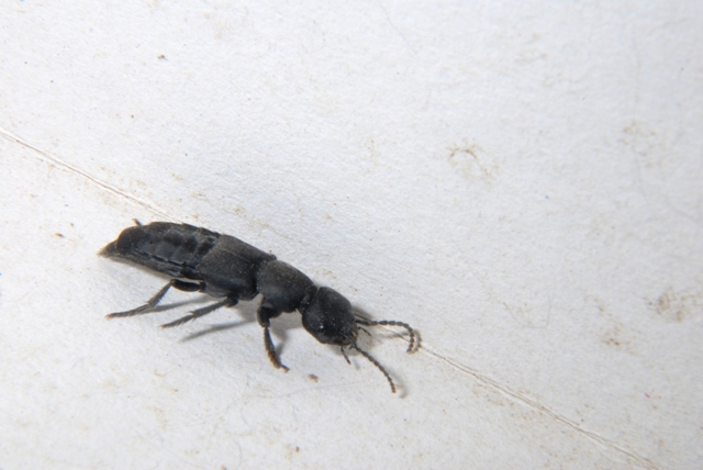 Sconosciuto: Ocypus olens
